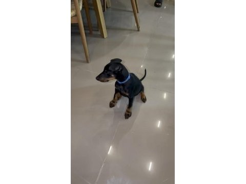 Saf kan 2 aylık doberman