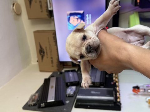 French bulldog yavrular