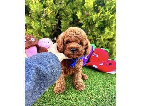 Irkının en güzel toy poodle bebekleri