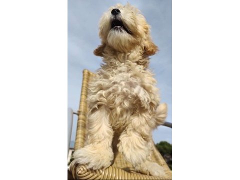 Şeker bebek maltipoo senin olsun!