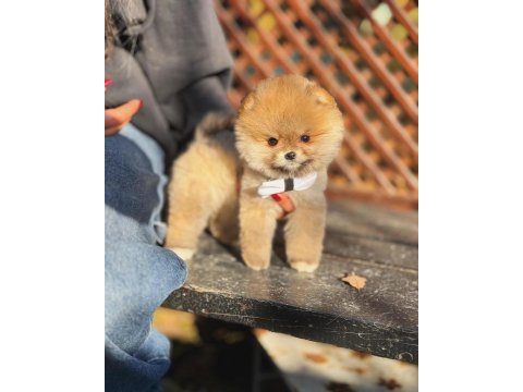 Orange renk pomeranian boo
