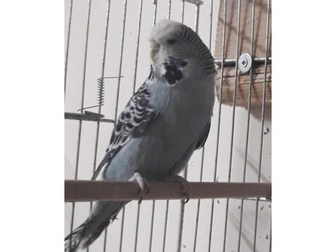Show jumbo ve jumbo muhabbet kuşu dişiler