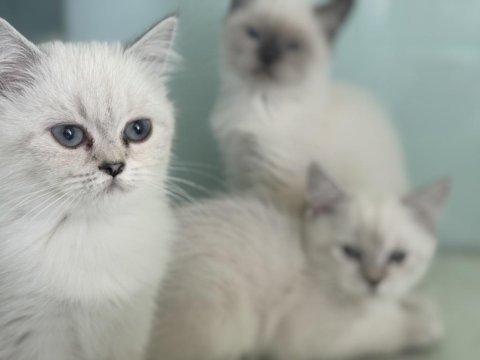 Ankarada ziyarete açık british shorthair ve longhair 