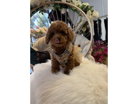 Teslime hazır toy poodle yavrular