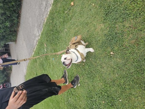 İngiliz bulldog