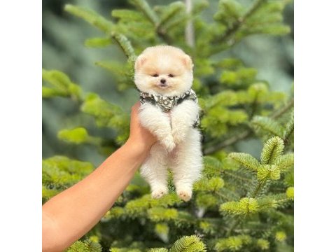 Pomeranian bebek köpeklerimiz