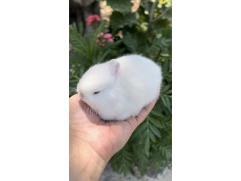 Cüce tavşanımız