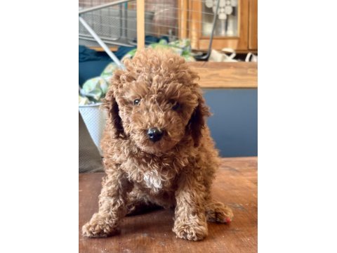 0 no mini toy poodle kızımız