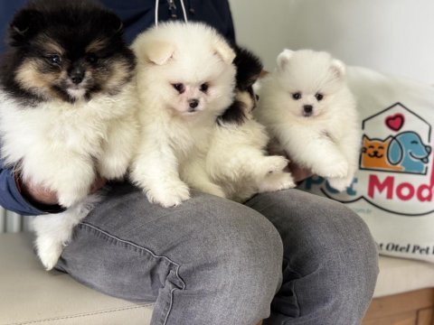Ayı suratlı safkan pomeranian yavrular