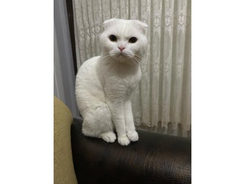 Bembeyaz scottish fold hair