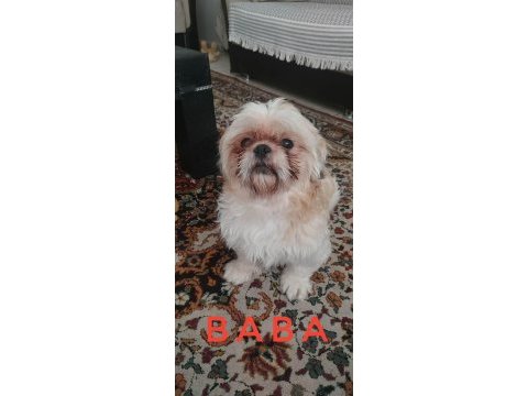 Ev ortamında büyüyen insana alışık shih tzu yavrular