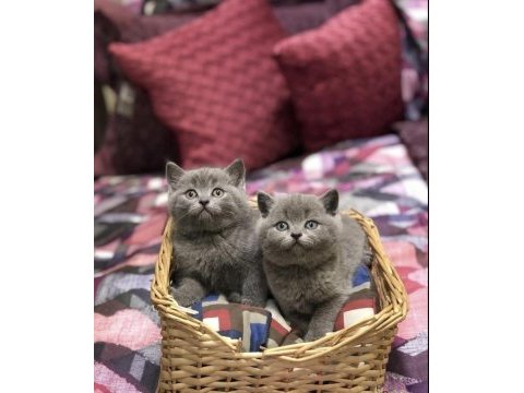 Brıtısh shorthair gri yavrularım 