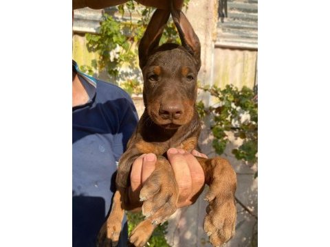 A şecereli anne ve babadan üst düzeyde kaliteli dobermanlar