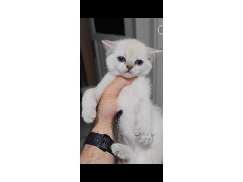 British shorthair kedisi