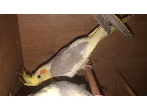 Kızanda dişiler yeni yeme düşmüş sultan papağanı yavrular