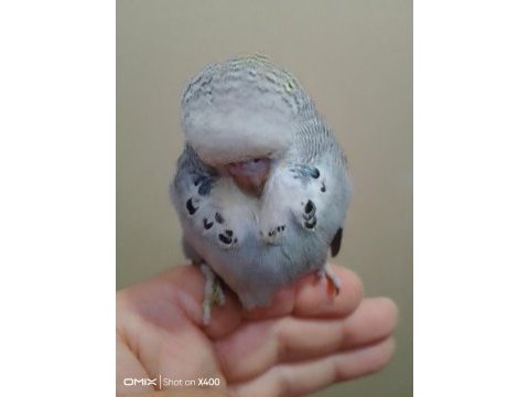 Show erkek muhabbet kuşu bebek
