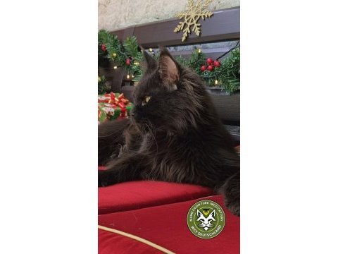 Lo şecereli maine coon kediler