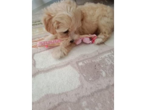 Maltipoo 3 aylık dişi