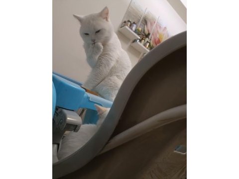 Ücretsiz kedi severlere british shorthair