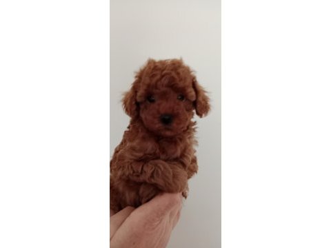 Poodle akademi