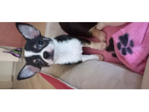Chihuahua puppies
