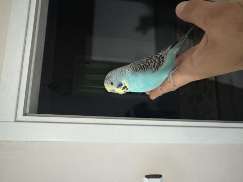50 günlük jumbo kırığı muhabbet kuşu