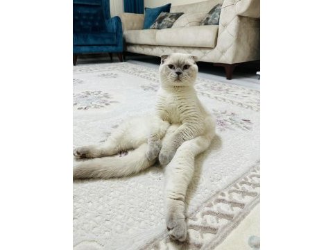 Scottish fold ömürlük yuvasını arıyoruz
