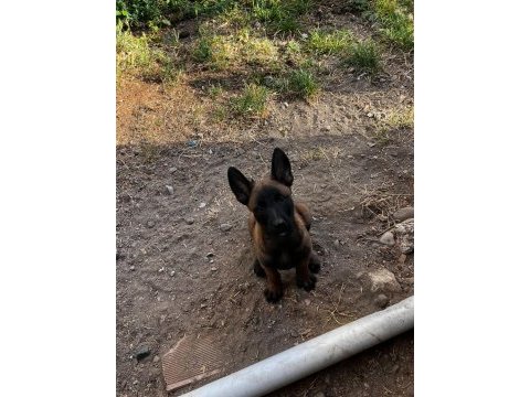 Belçika kurdu 2 aylık köpeğimiz