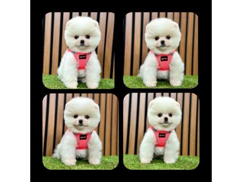 Pomeranian boo yeni ailelerini bekliyorlar