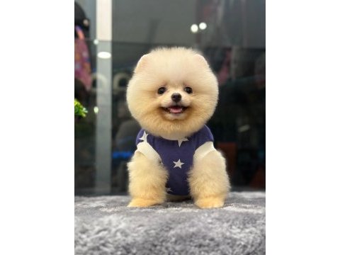 A+ kalite güzellik pomeranian bebekler