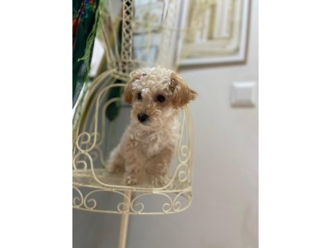 Maltipoo ve poodle köpeğimiz