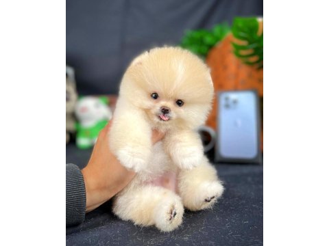 Yavru patiler farkı ile teddy bear yavrularımız