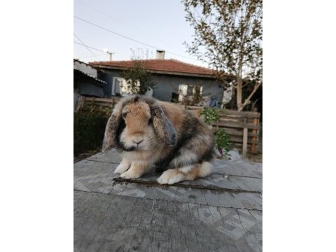 Safkan mini lop tavşan anaçlık