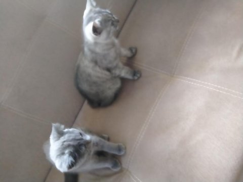 Scottish fold biritish yavrular