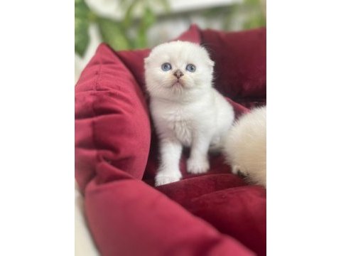 Sıfır kulak top kafa scottish fold bebek