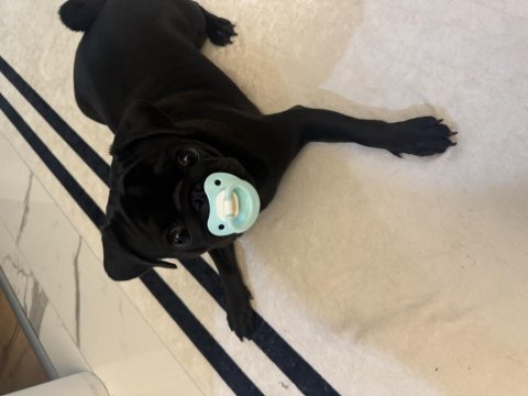 9 aylık dişi pug yavrumuz