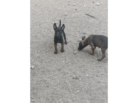 Belçika malinois