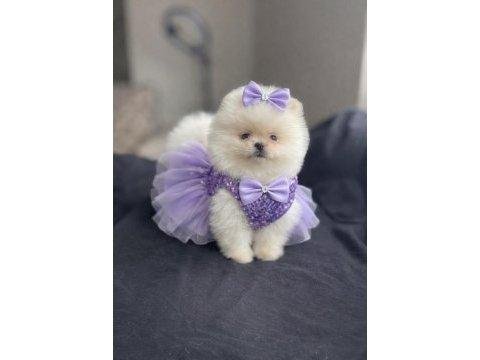 Pomeranian boo 3 aylık