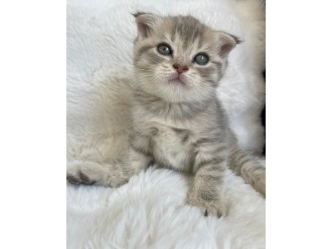 Yavru scottish fold