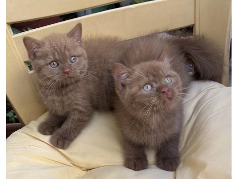 Cinnamon british shorthair