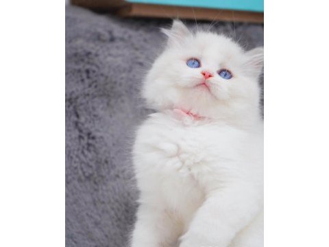 İpeksi tüylü silver british longhair 