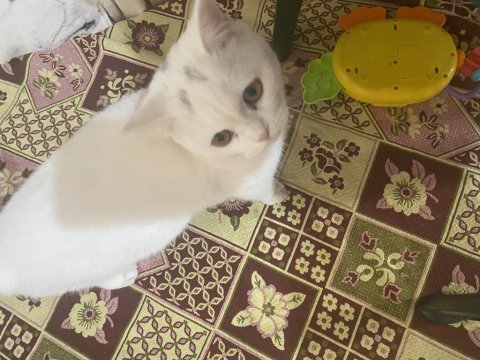 British shorthair erkek eş arıyoruz