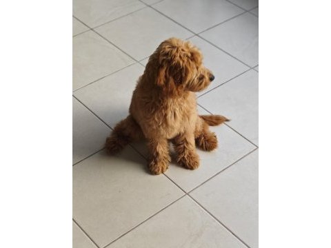 Dişi toy poodle