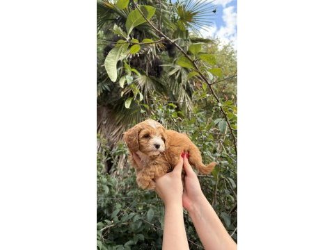 Sevimli maltipoo yavrumuz