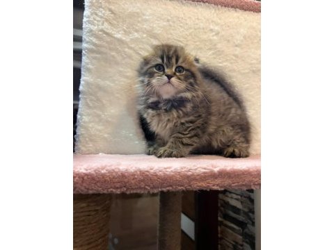 Scottish fold yavru kedimiz