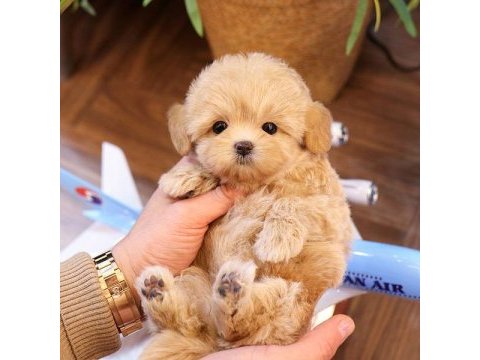 Sevgi dolu toy poodle yavrularımız