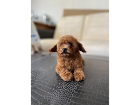 Toy poodle yavru