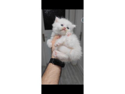 British longhair kedisi