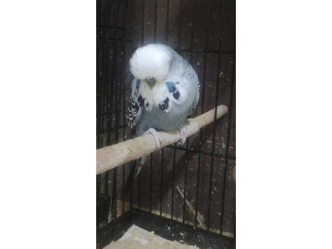 Maşallah show jumbo muhabbet kuşu damızlık ve yavrular