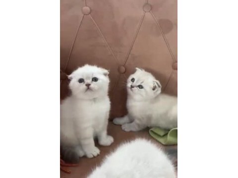 Safkan orjinal ırk dişi erkek yavru kediler